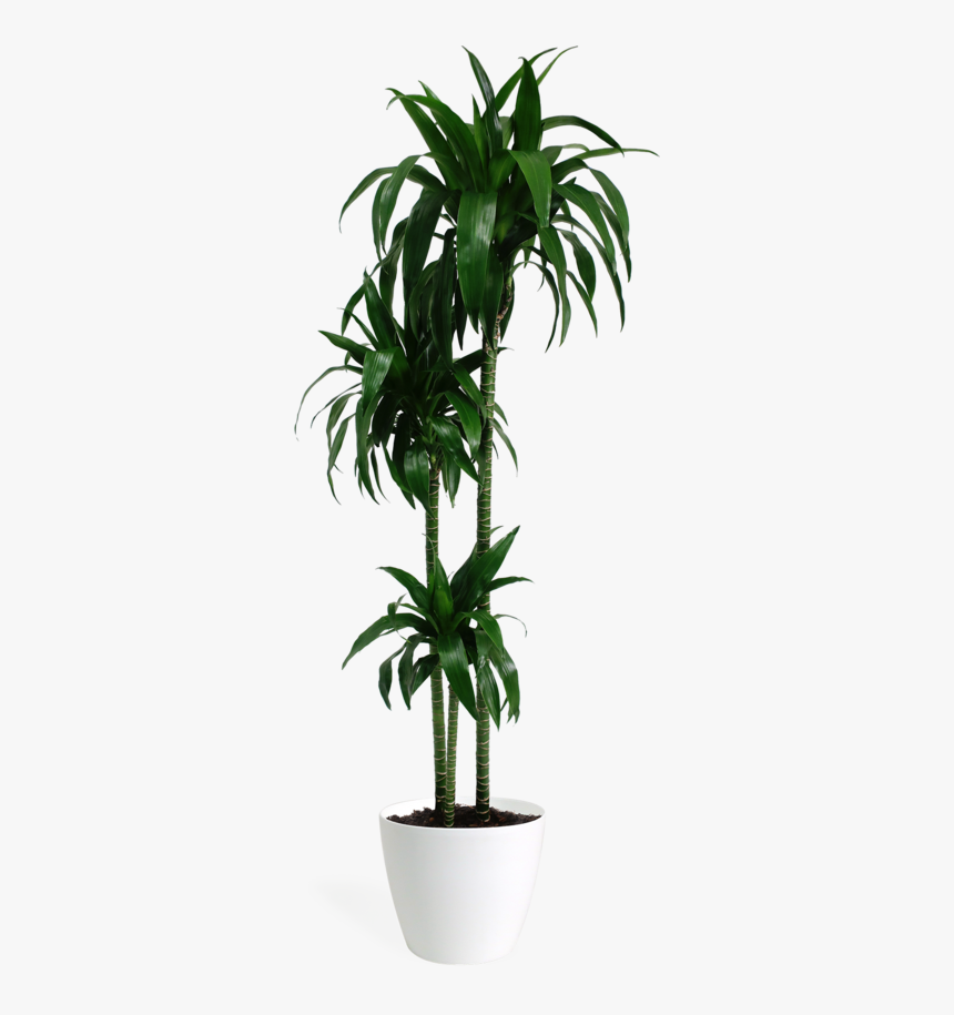 Dracaena Lisa Cane, HD Png Download