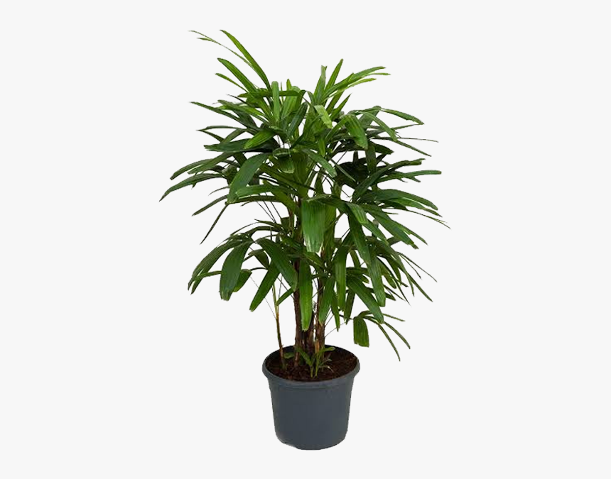 Picture Of Broad Lady Palm - Lady Palm, HD Png Download