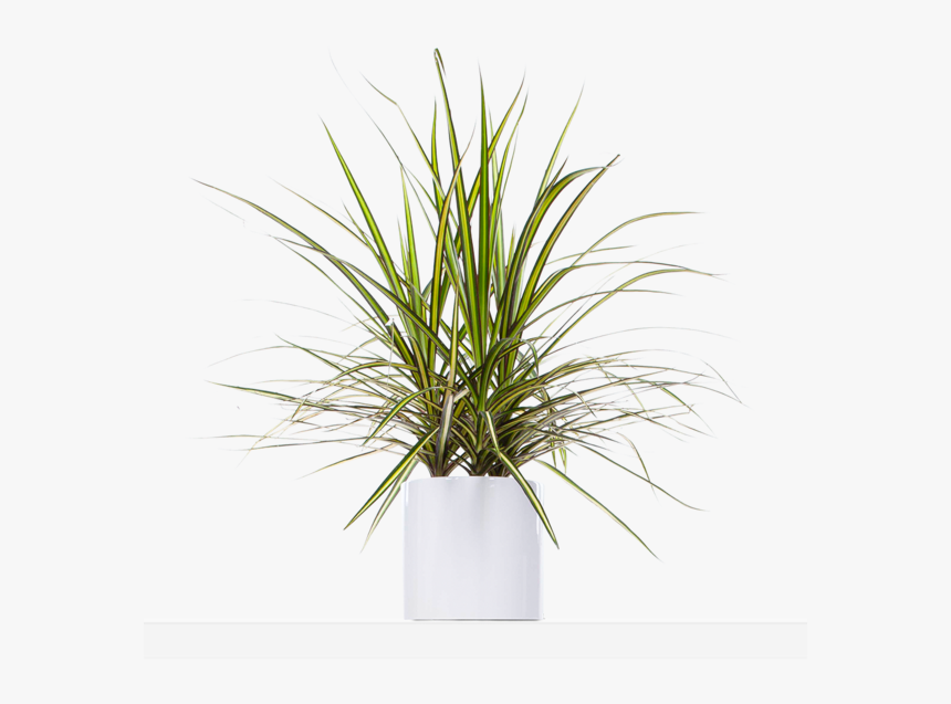 Yucca Plant Png, Transparent Png