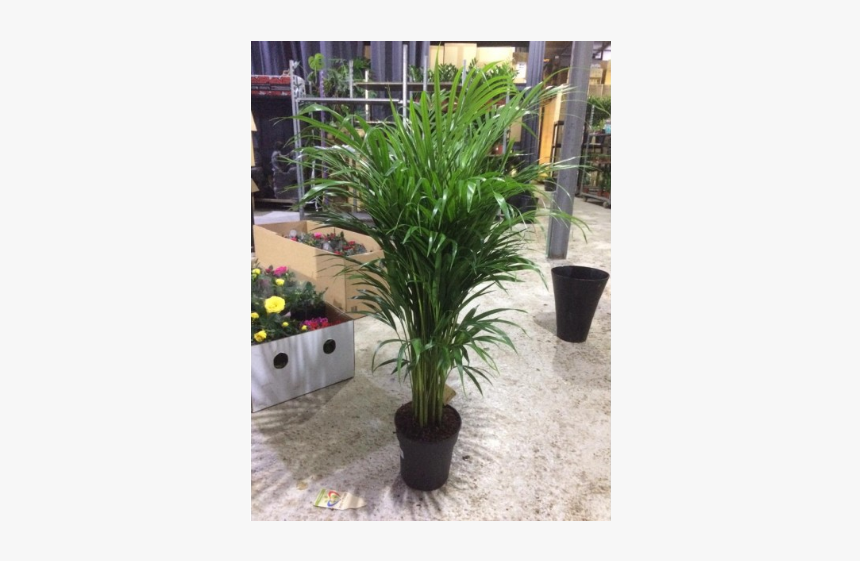 Houseplant, HD Png Download