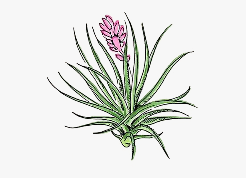 Agave, HD Png Download