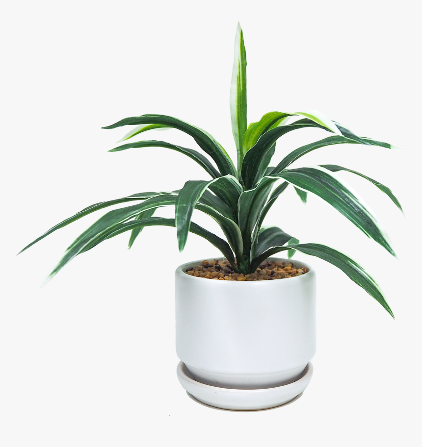 Houseplant, HD Png Download
