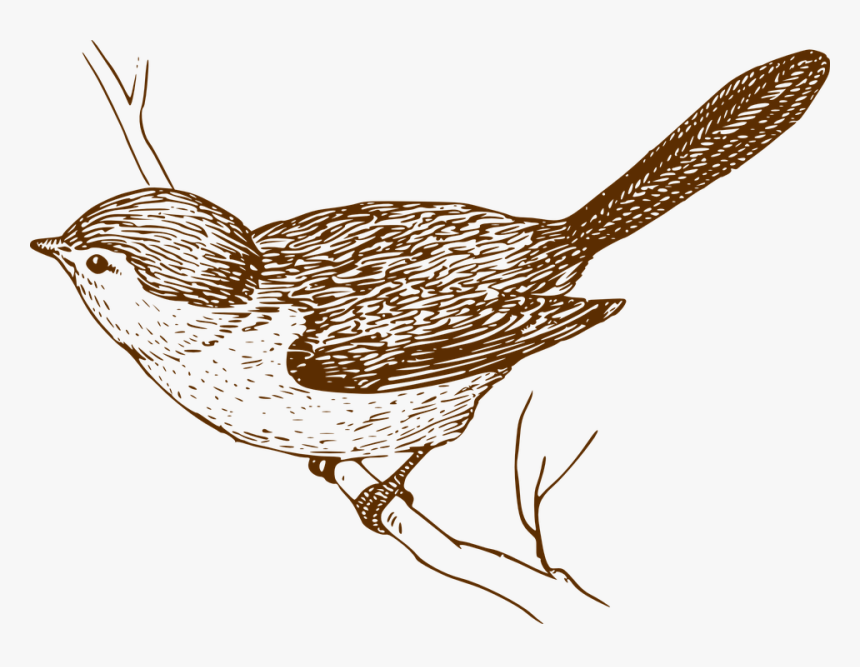 Bird Songbird Branch - Clip Art Vintage Bird, HD Png Download