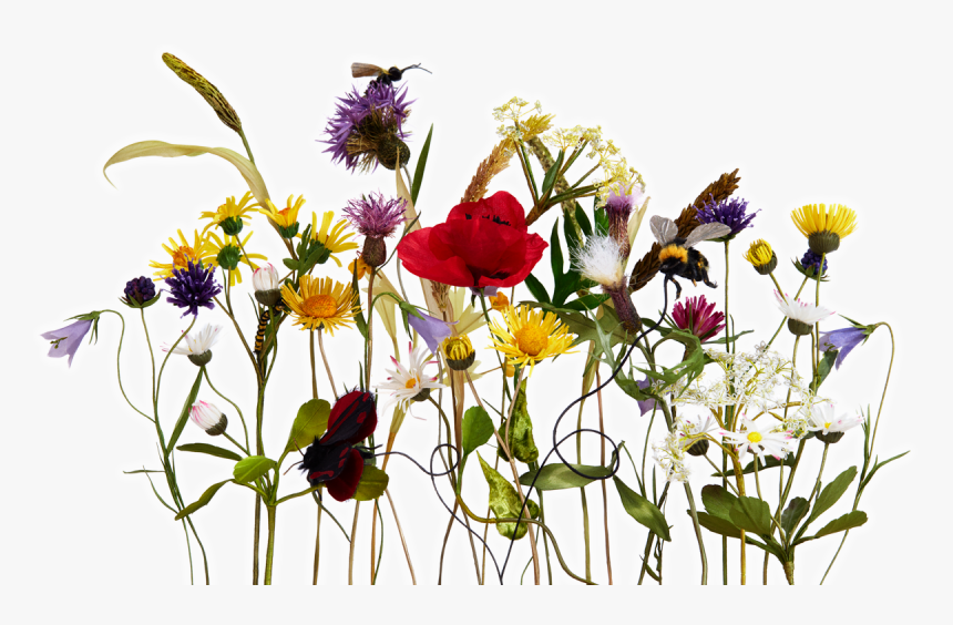 Leather Flowers - Daisy, HD Png Download