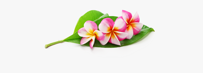 Artificial Flower, HD Png Download