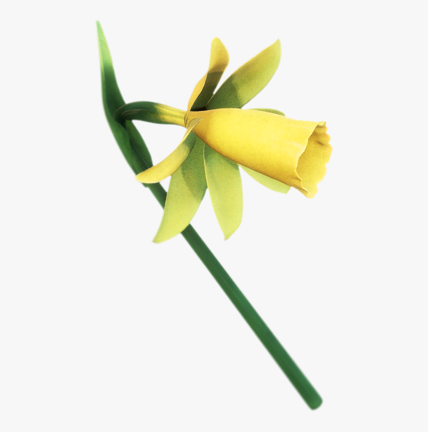 Dendrobium, HD Png Download