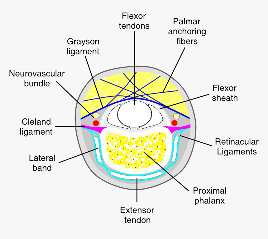 Diagram, HD Png Download