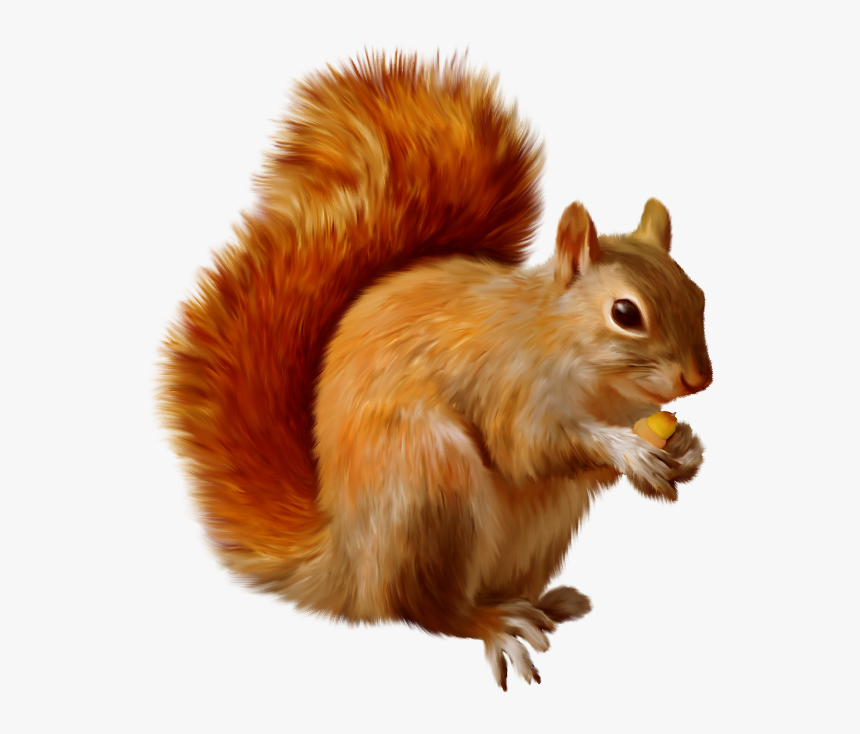 Squirrel Clipart M 1365717600 - Squirrel Clipart Png, Transparent Png