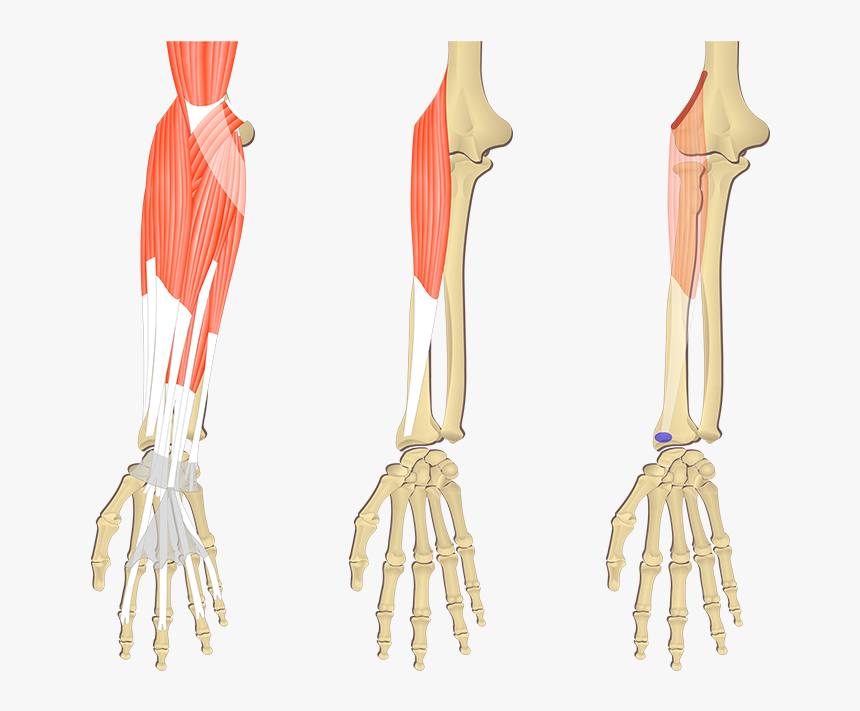Feature Image Showing Three Images Of The Forearm Bony - Flexor Digitorum Superficialis Origin And Insertion, HD Png Download