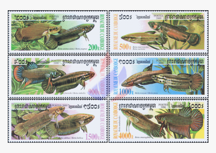 Fighting Fish Of The Genus Betta - Bettas, HD Png Download