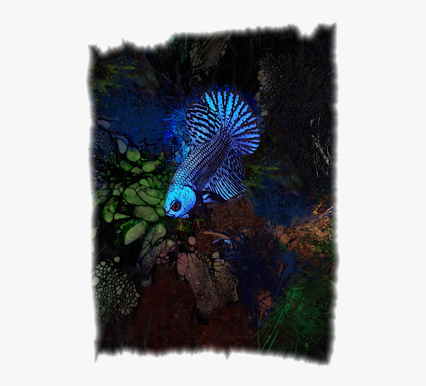 Betta Fish, HD Png Download