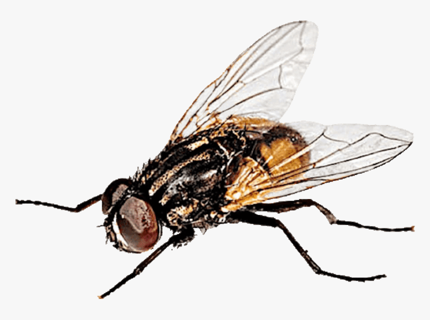 Musca Doméstica - - House Fly, HD Png Download