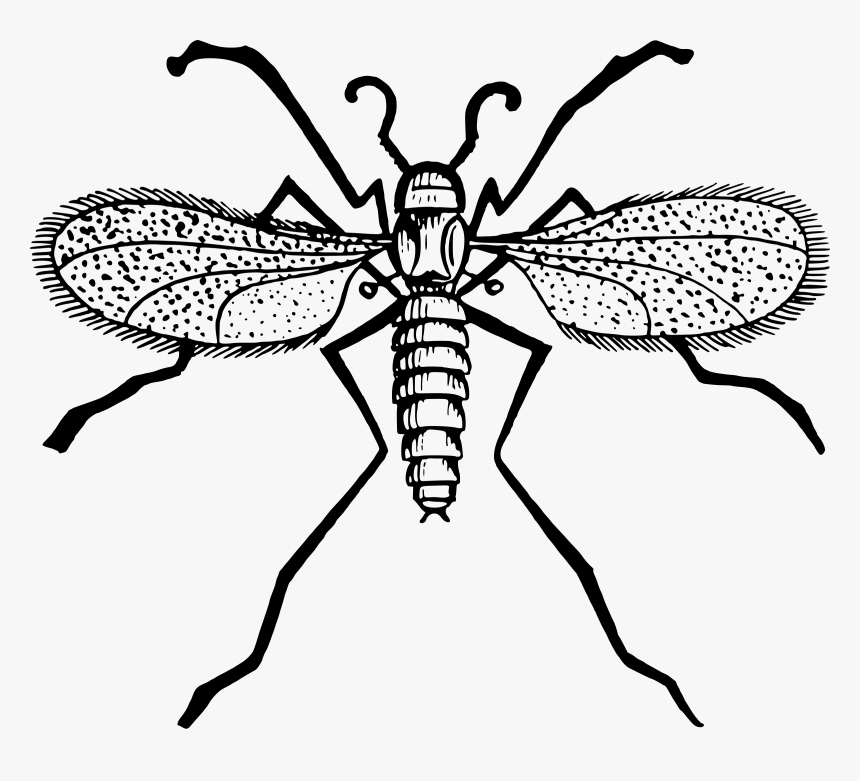 Icons Png Free And Downloads Gnat Clipart Black- - Gnat Clipart, Transparent Png