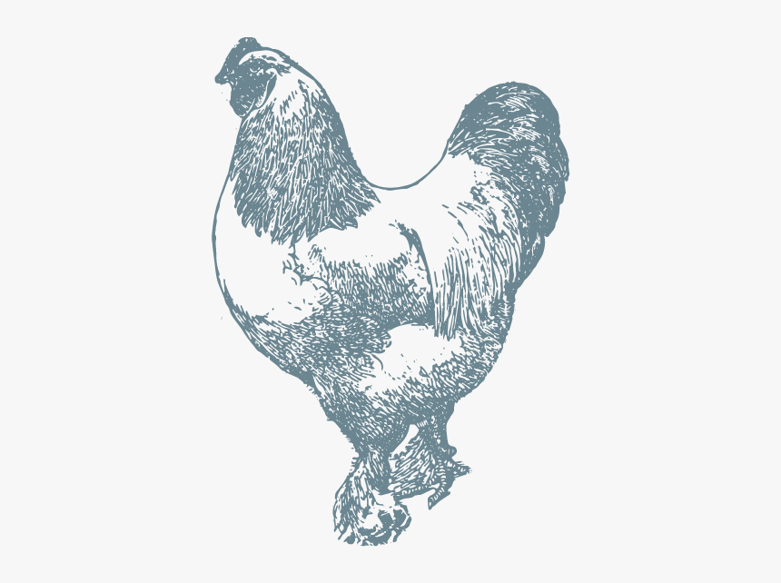 Chicken-8x10 - Rooster, HD Png Download
