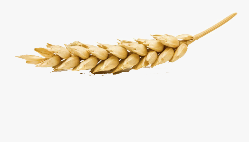 Wheat Png Transparent Image - Wheat On White Background, Png Download