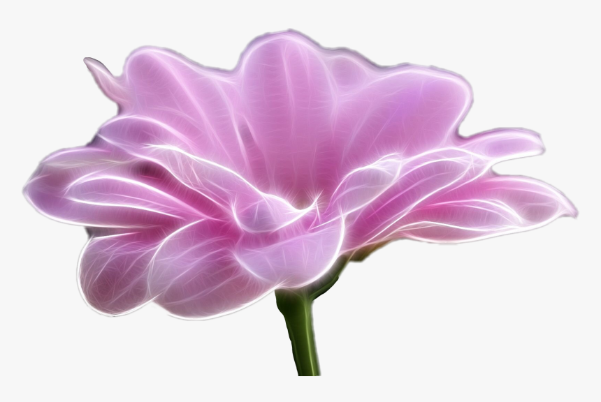 #flower#freetoedit - Artificial Flower, HD Png Download