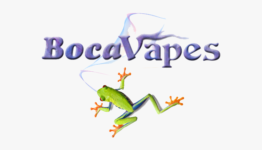 Red-eyed Tree Frog, HD Png Download