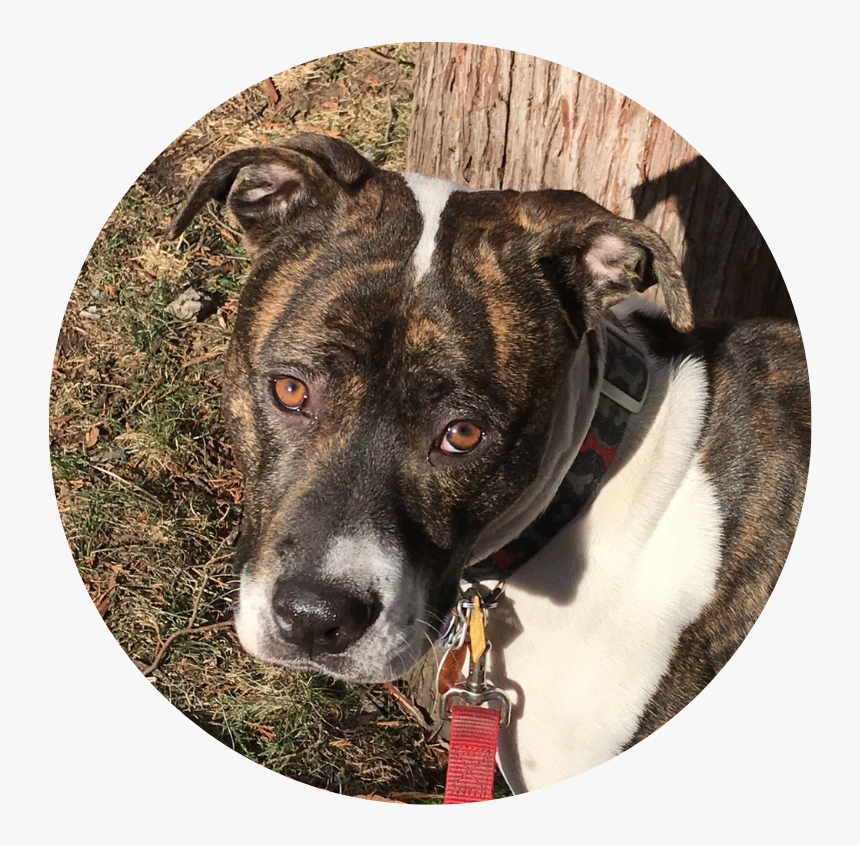 7 - Treeing Tennessee Brindle, HD Png Download