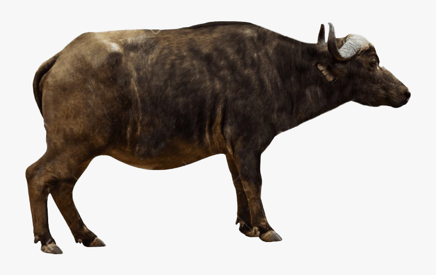 Real Bison Png - Cape Buffalo Side View, Transparent Png