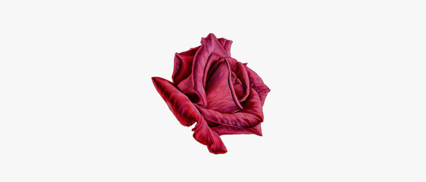 Red Rose On Black, HD Png Download