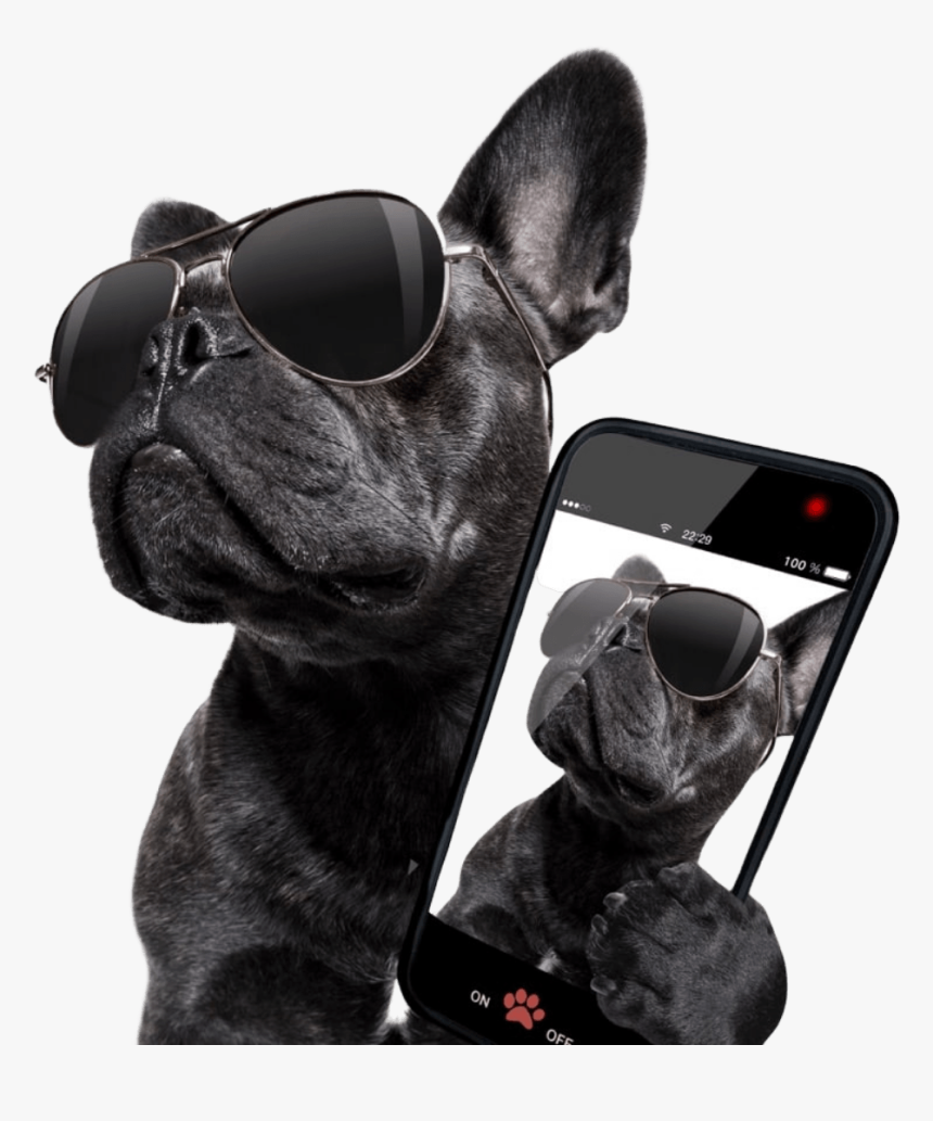 Pawllywood Dog Daycare - French Bulldog Drinking Cocktail, HD Png Download