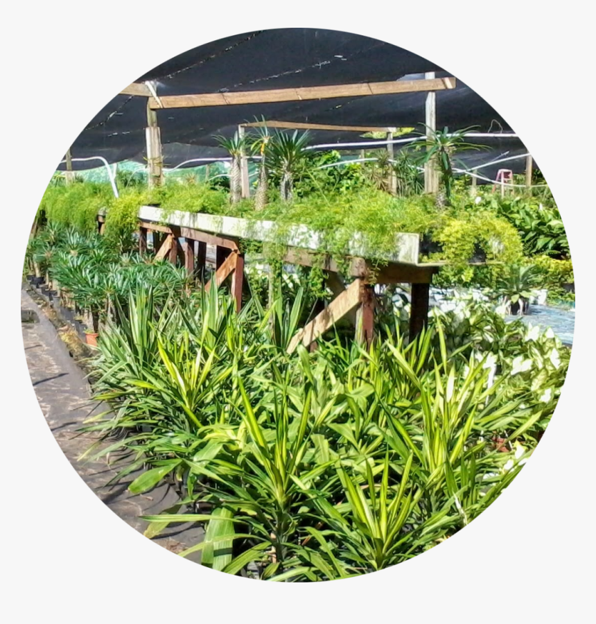 4 - Grass, HD Png Download