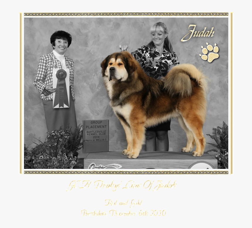 Gch Drakyi Lion Of Judah - Ancient Dog Breeds, HD Png Download