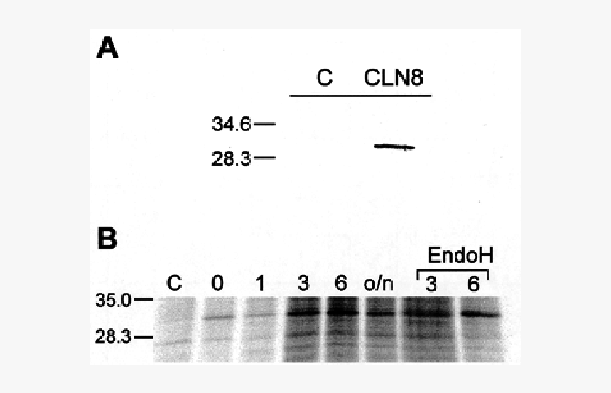Number, HD Png Download