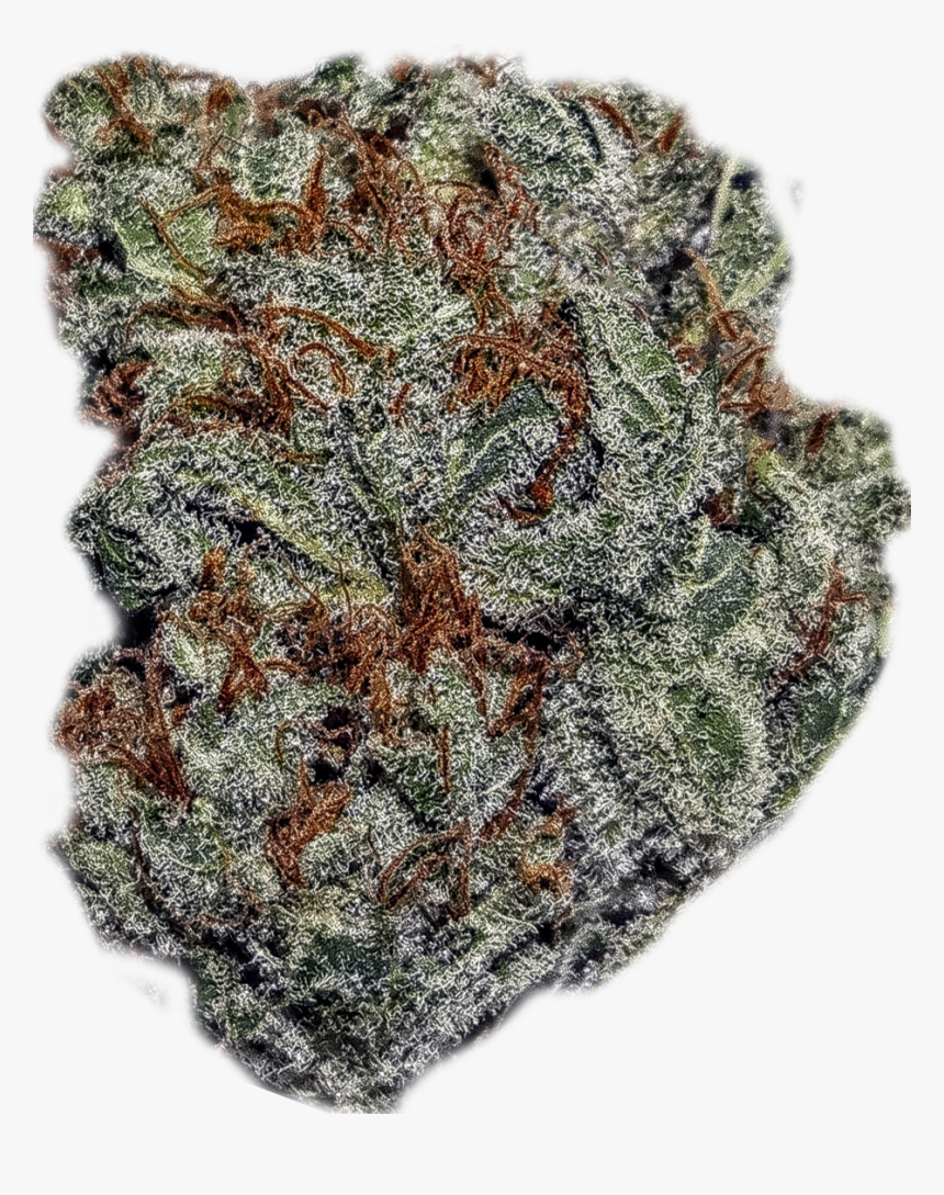 Strawberrycough - Wool, HD Png Download