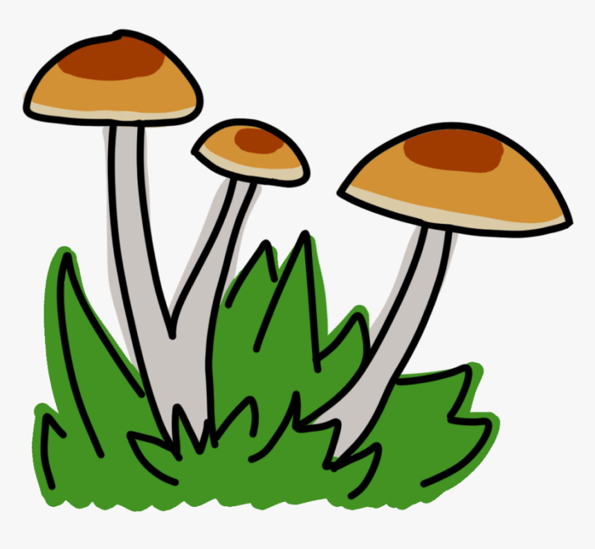 Agaricaceae, HD Png Download