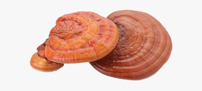 Reishi From China - Reishi Mushroom Extract, HD Png Download