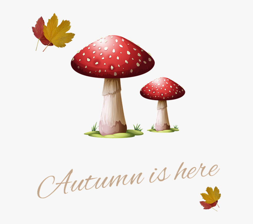 Dad Thanks For Being A Fungi, HD Png Download