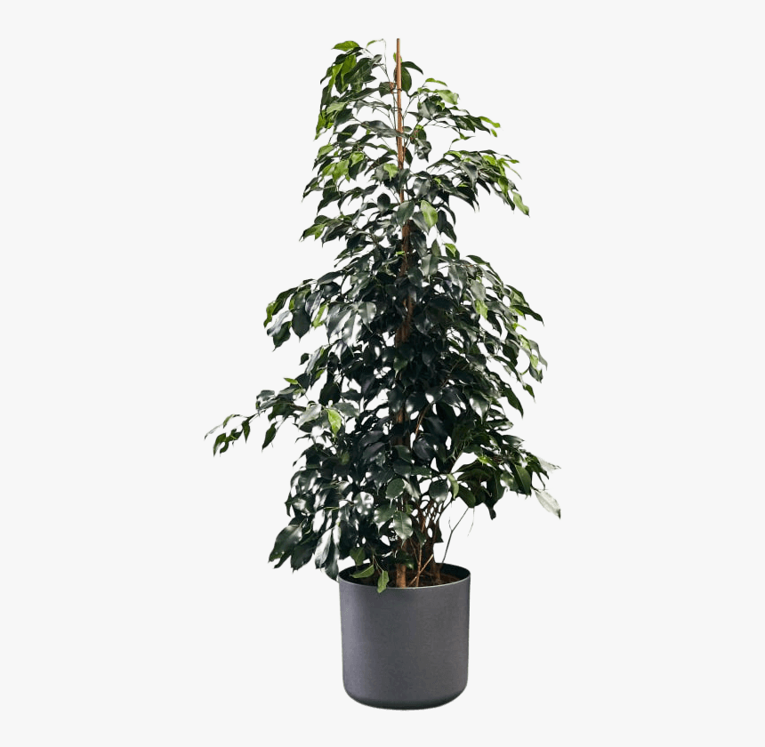 Flowerpot, HD Png Download