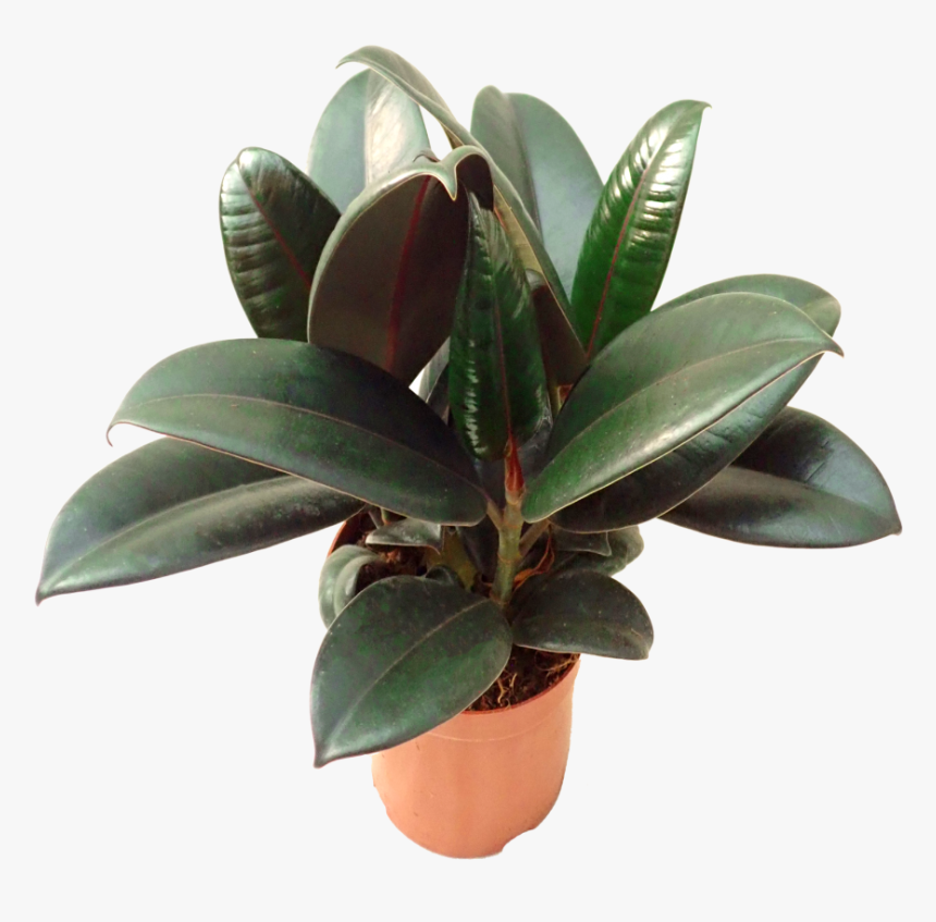 Houseplant, HD Png Download