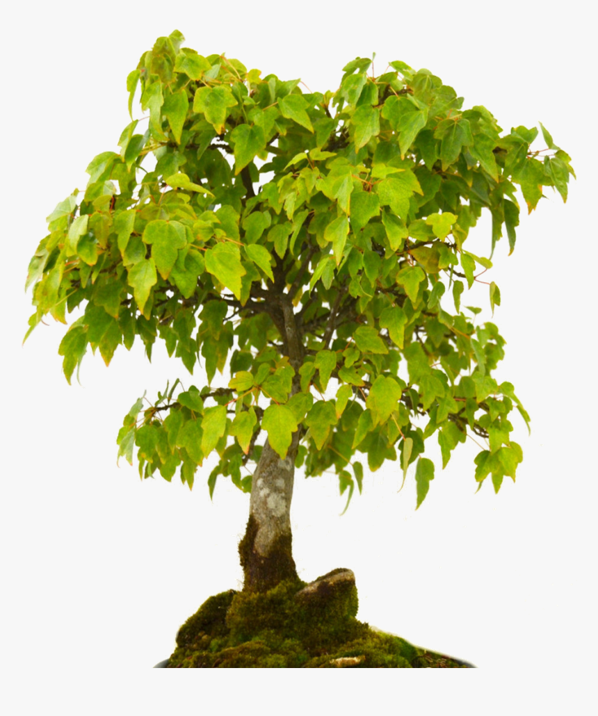 Ficus - Types Of Tree Word Search, HD Png Download