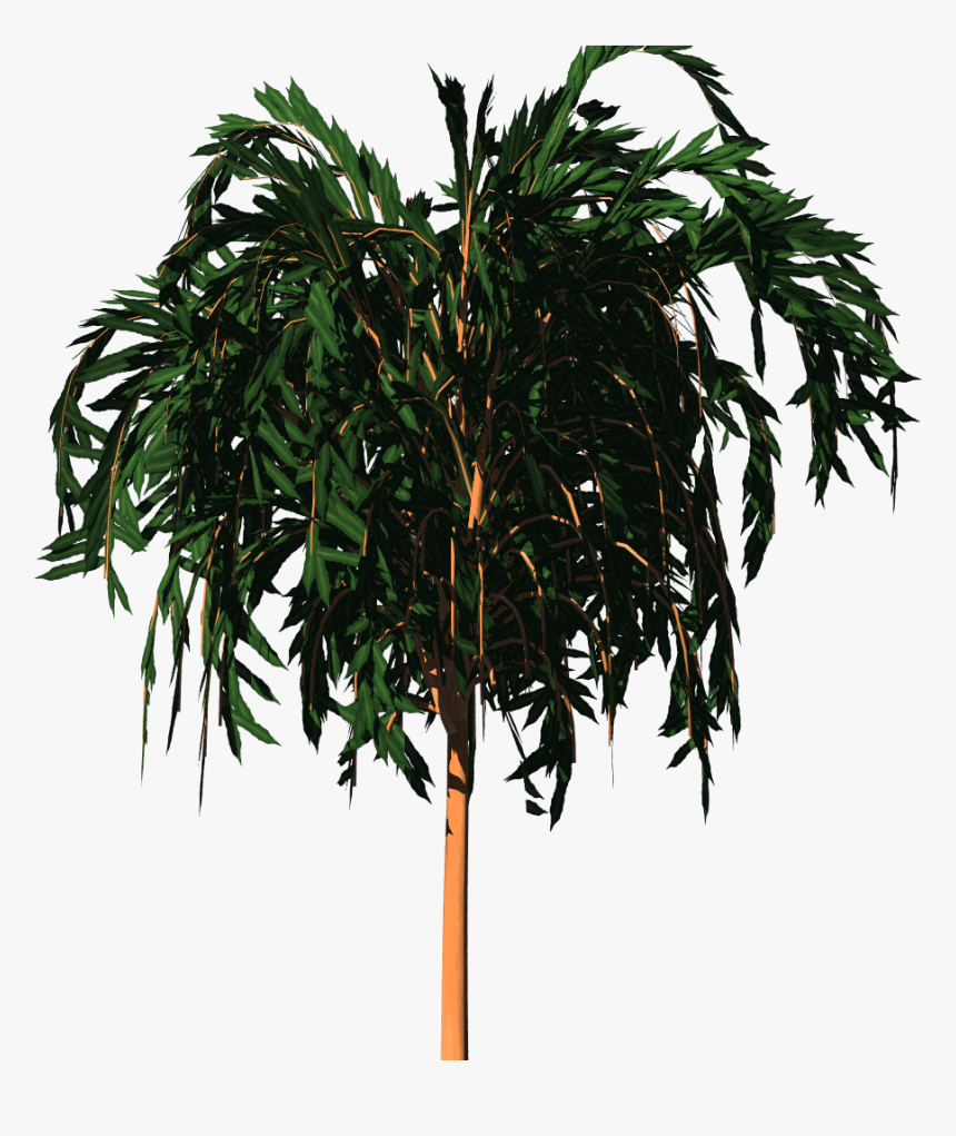 Pond Pine, HD Png Download