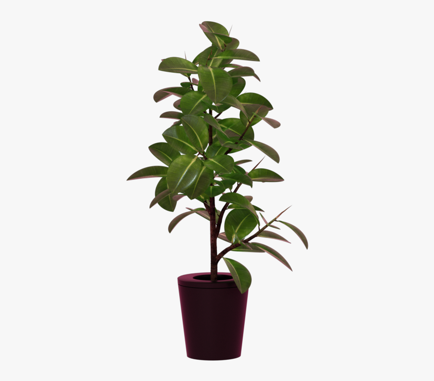 Houseplant, HD Png Download
