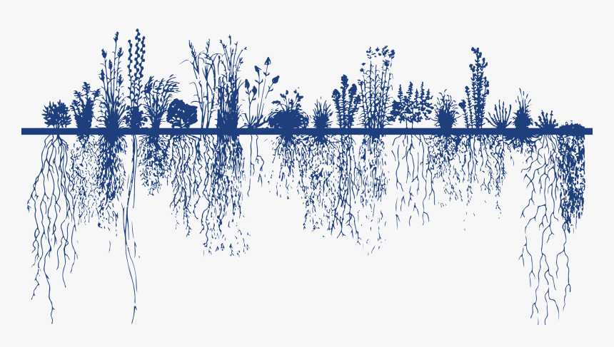 Roeslein Alternative Energy - Root System, HD Png Download