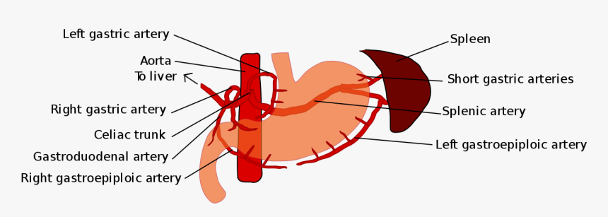 Gastric Blood Supply, HD Png Download