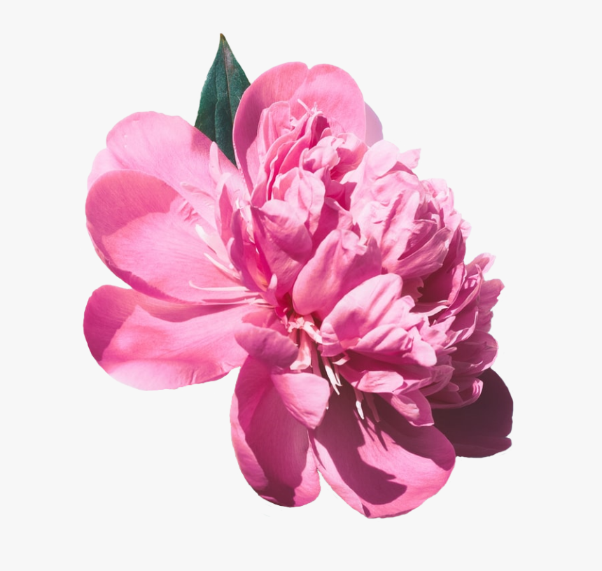 #png#transparent - गुड मॉर्निंग इमेज, Png Download