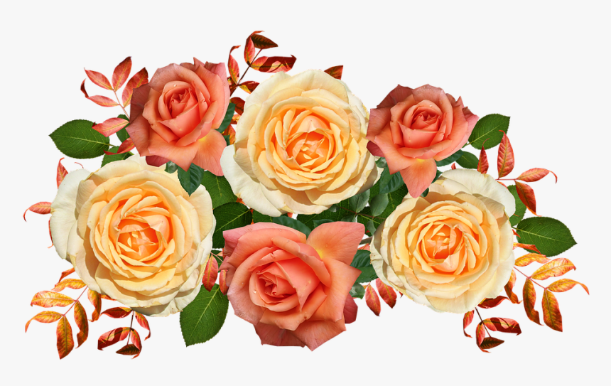 Garden Roses, HD Png Download