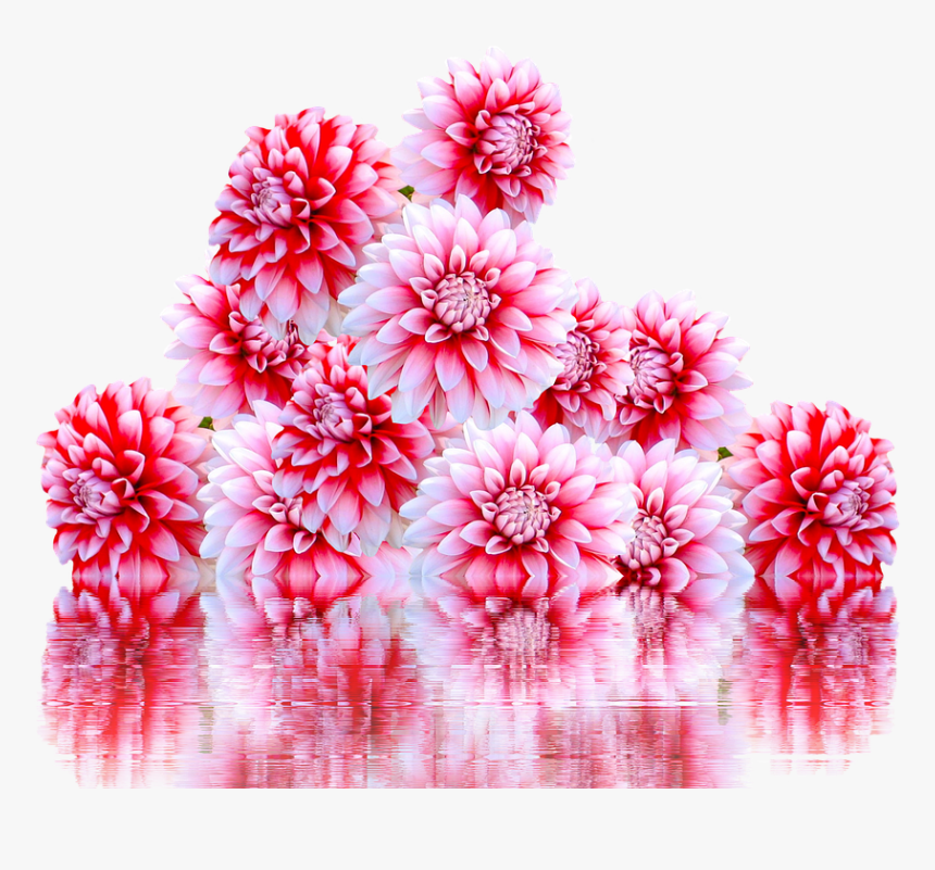 Flowers Dahlias Christmas Autumn Fall Png, Transparent Png