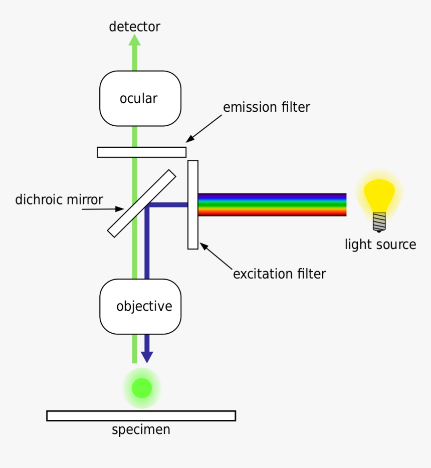 Epifluorescence Microscopy, HD Png Download