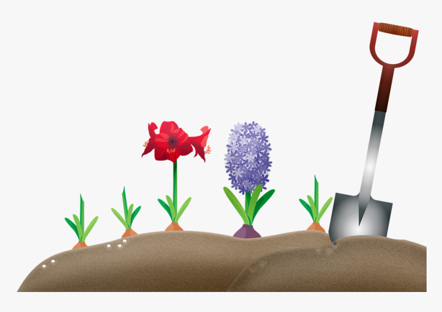 Hyacinth, HD Png Download
