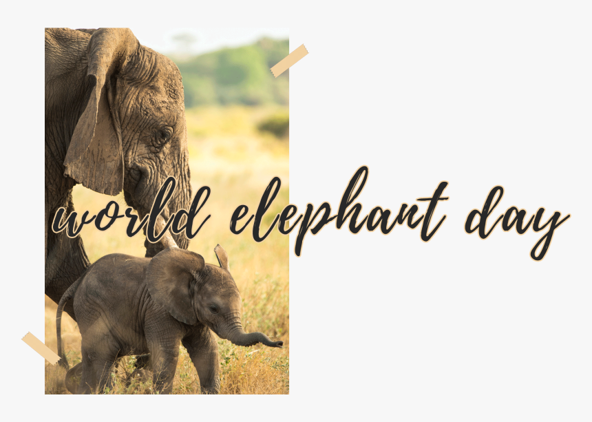 World Elephant Day 2019, HD Png Download