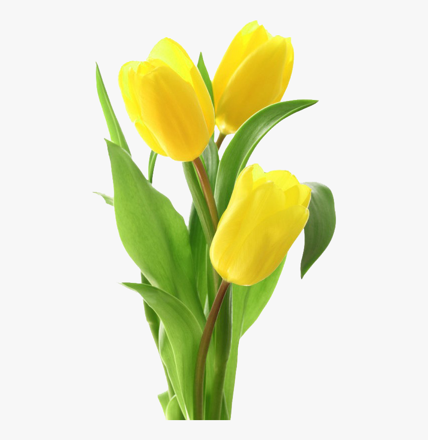 Yellow Tulips Png Free Image Download - Yellow Tulips Png, Transparent Png