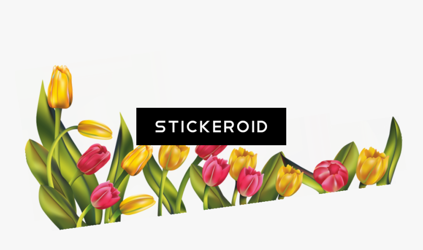 Tulip Flower , Png Download - Tulips Flower Png Border, Transparent Png