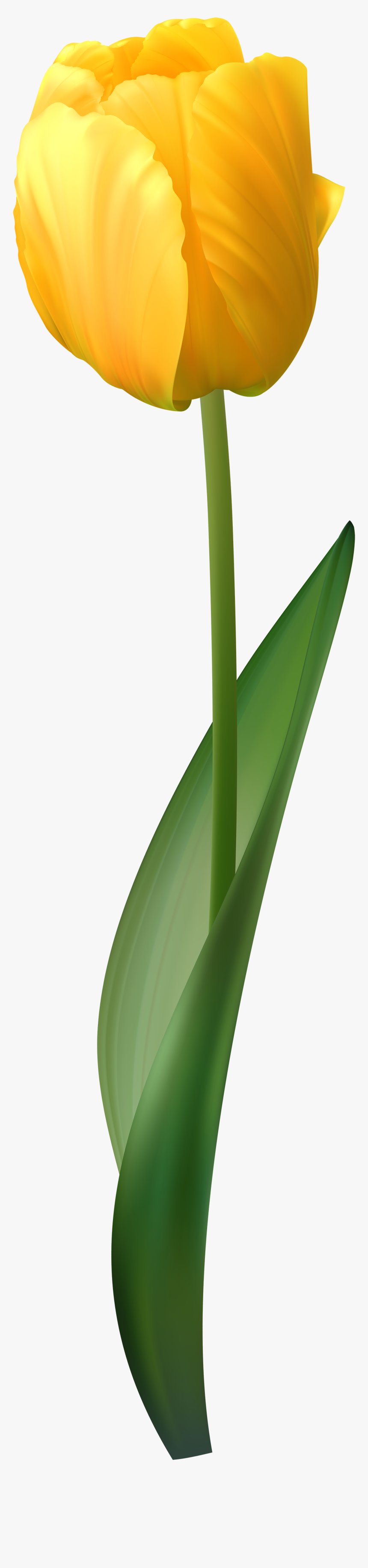 Tulip Clipart Yellow Tulip - Yellow Tulips Clipart Transparent Png, Png Download