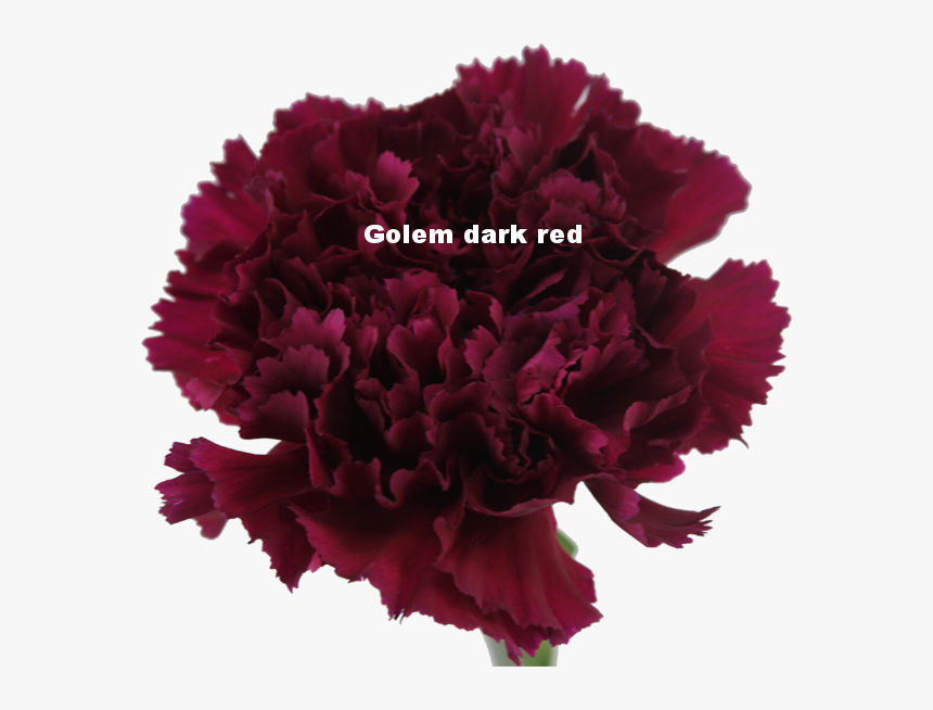 Golem Dark Red - Anjer Paars, HD Png Download