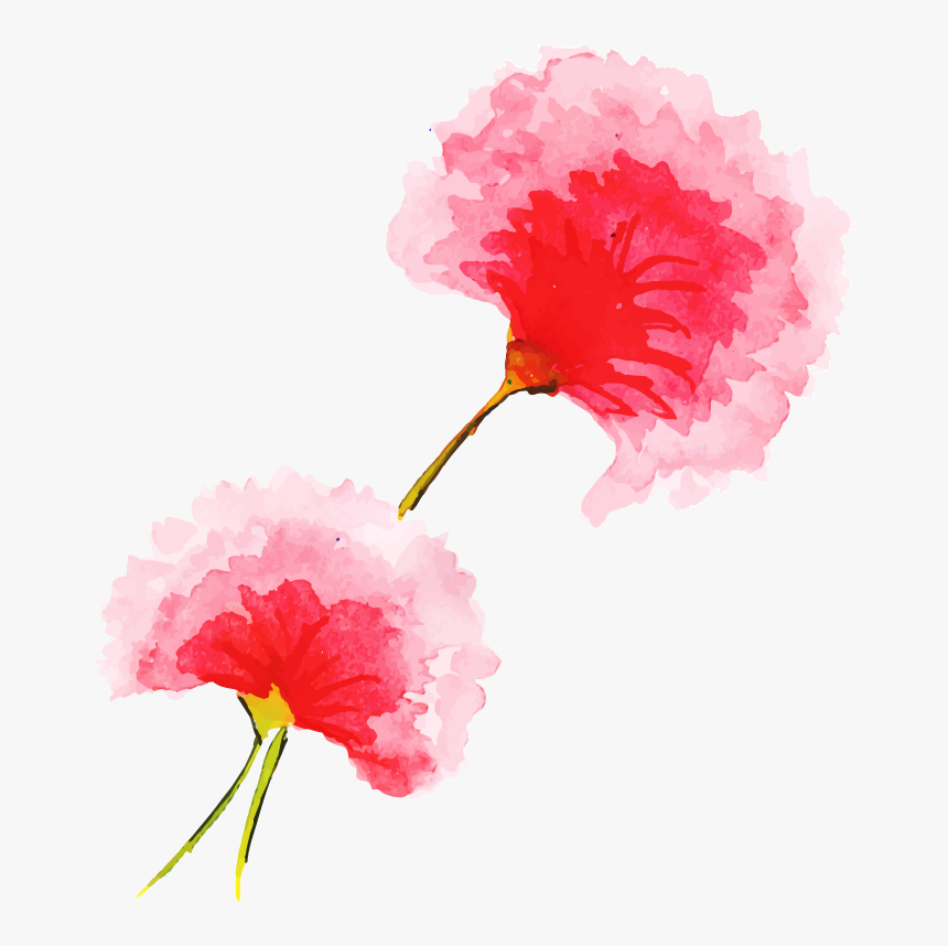 Carnation, HD Png Download